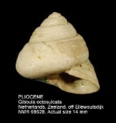 PLIOCENE Gibbula octosulcata